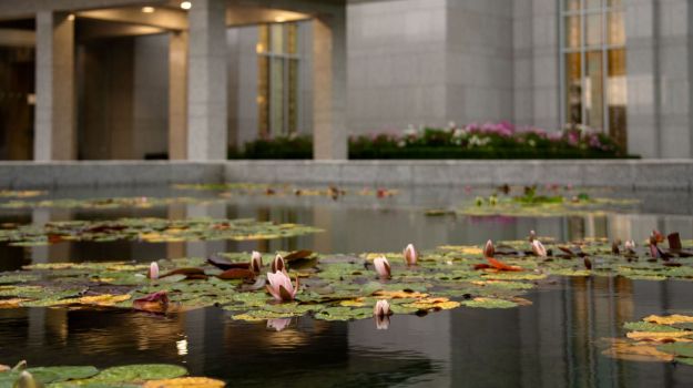 Picture of Preston Temple Water Lilies (Detail)