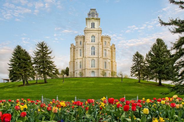 Picture of Manti Temple Tulips