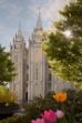 Picture of Salt Lake Temple Springtime in Zion